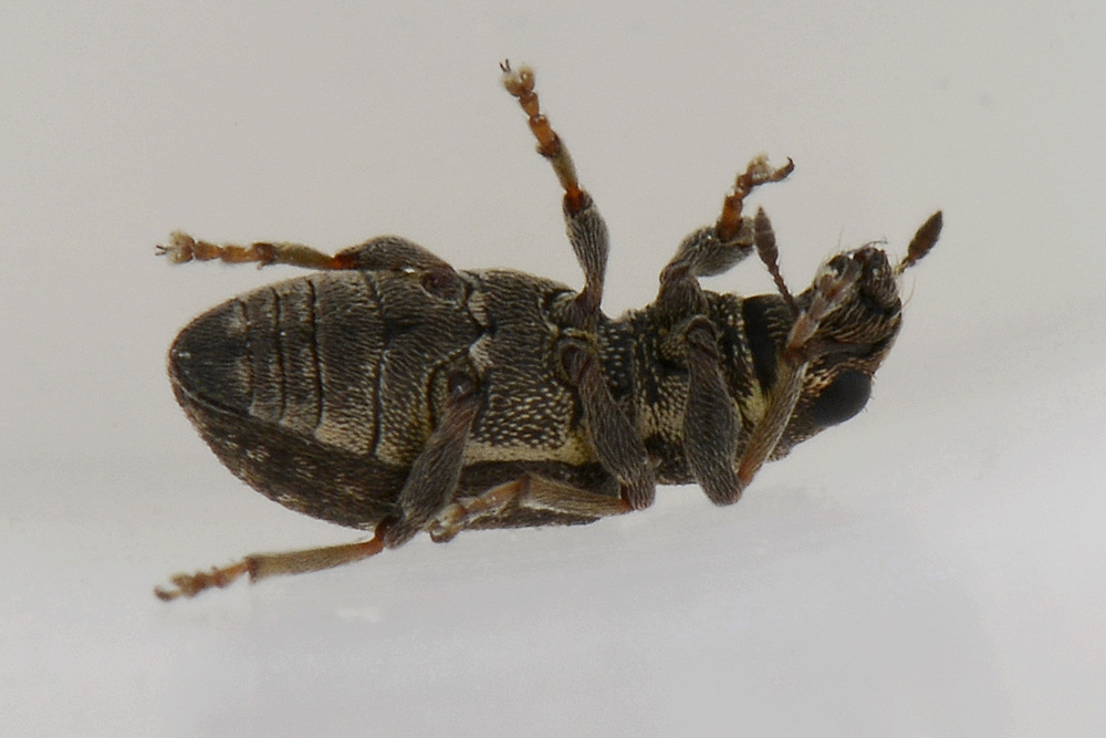 Sitona sulcifrons ssp. argutulus - Curculionidae